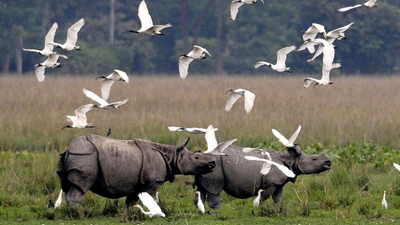 Dooars Tea Garden & Wildlife Tour