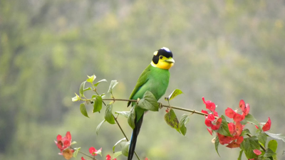 Manas Birdwatching Tour