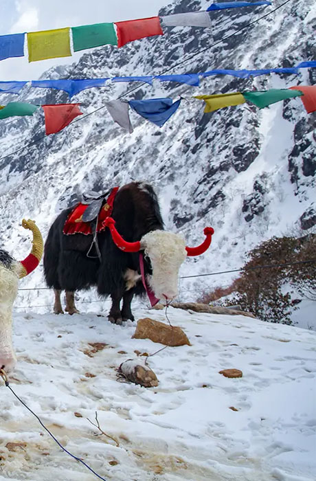 North Sikkim Adventure