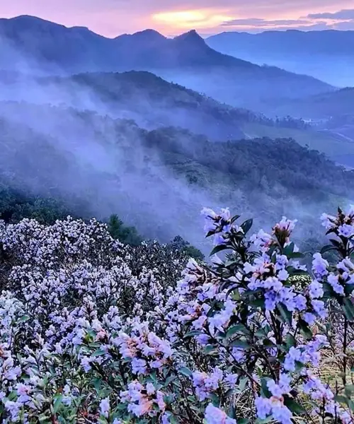 Yumthang Valley Tour